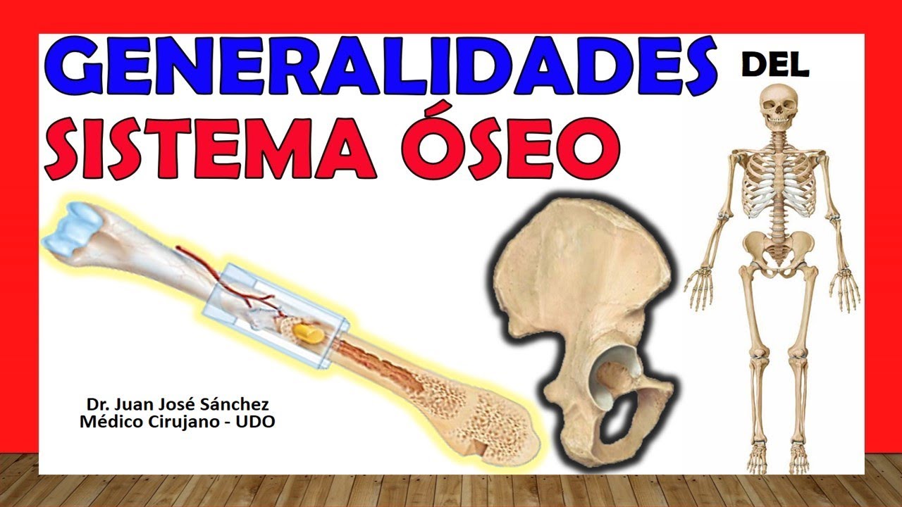 a que nivel de organizacion pertenece el hueso