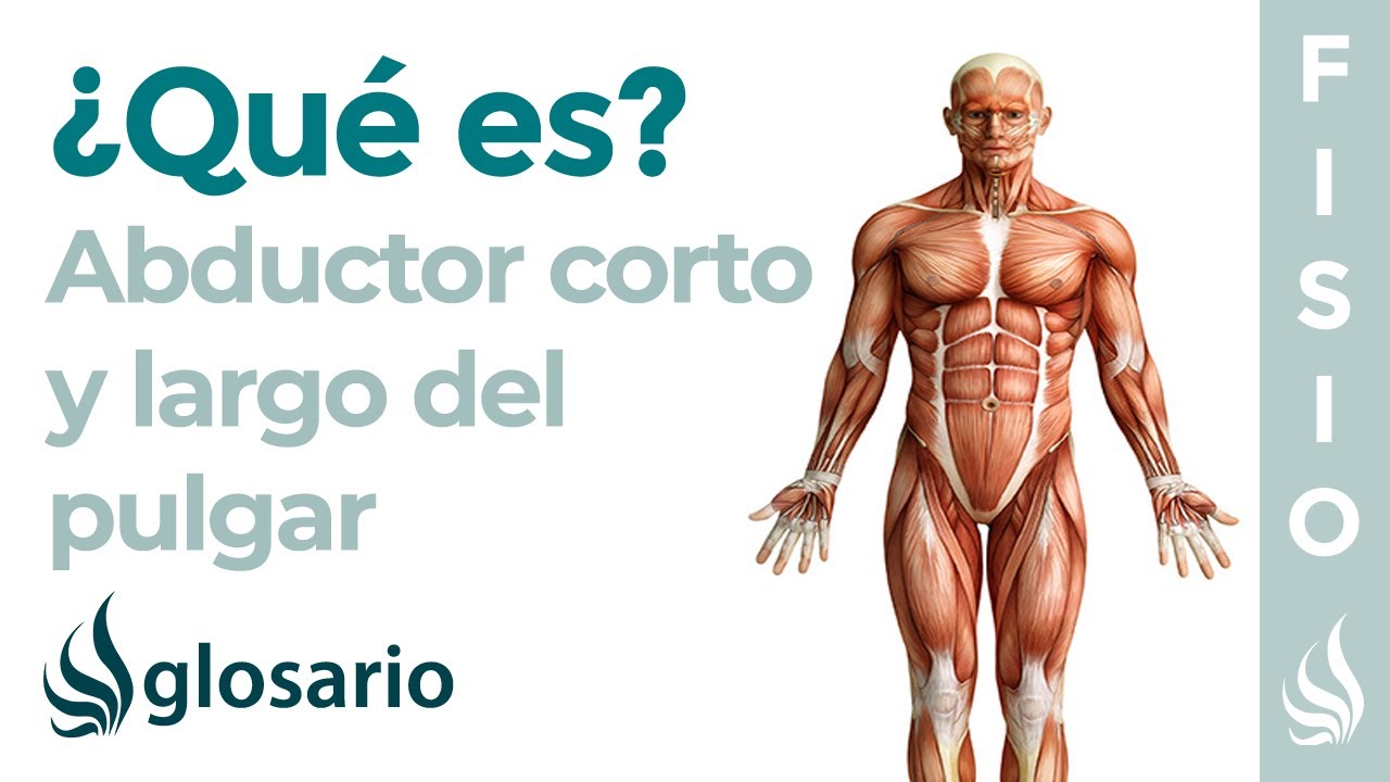 abductor largo y extensor corto del pulgar