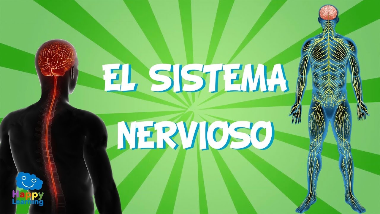 actividades del sistema nervioso para niños de primaria