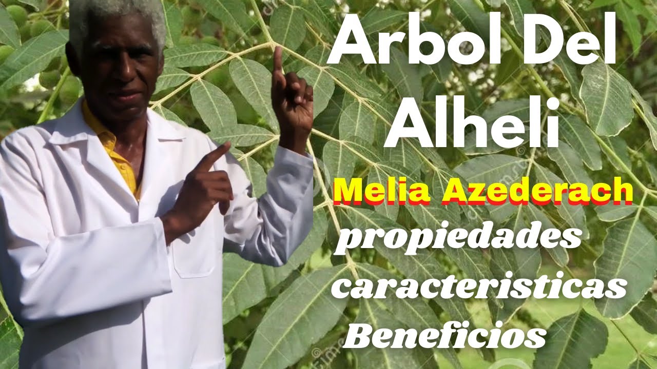 aleli planta medicinal para que sirve
