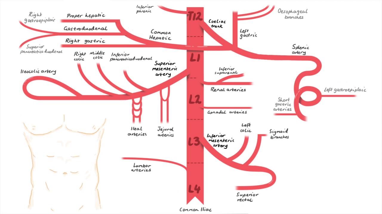 arteria aorta abdominal y sus ramas