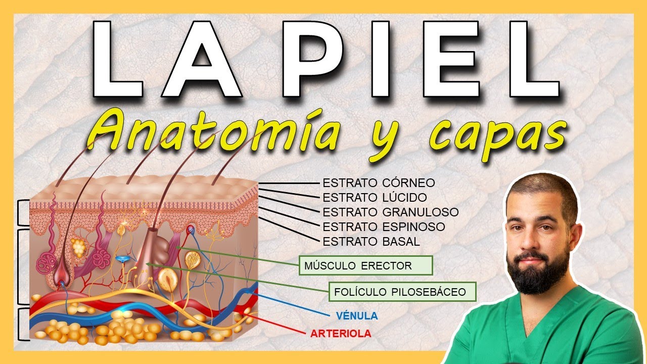 capa superficial de la piel y de las membranas mucosas