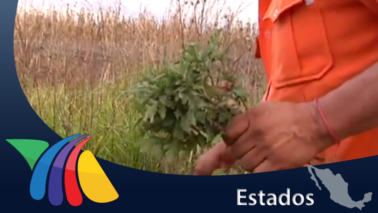 curar heridas en la planta del pie