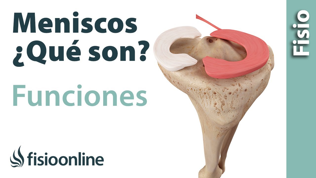 de que estan hechos los meniscos