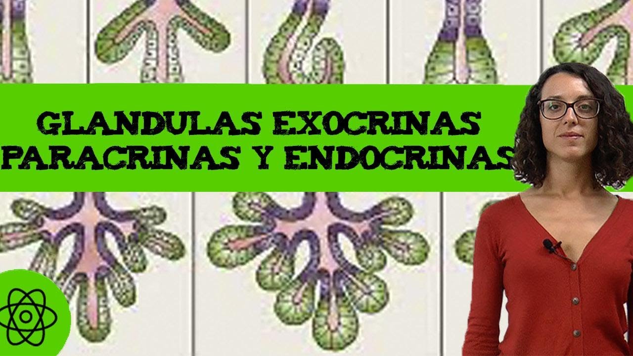 diferencias entre las glandulas endocrinas y exocrinas