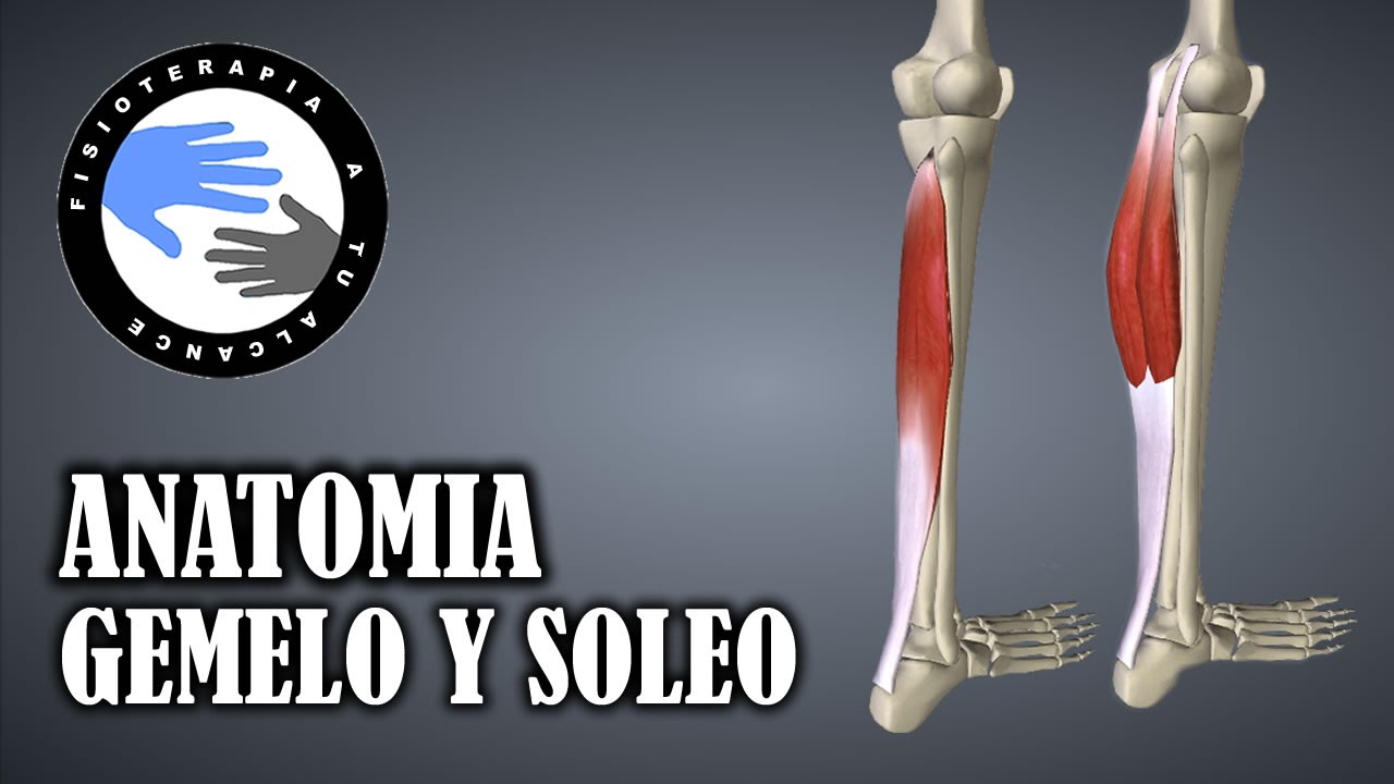dónde se encuentran los gemelos en el cuerpo humano