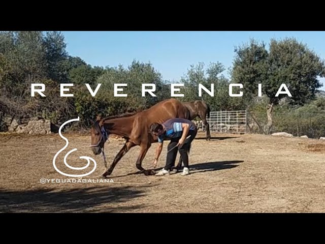 enseñar a un caballo a arrodillarse