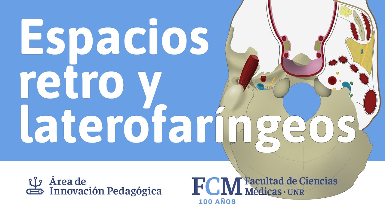 espacios anatomicos de cabeza y cuello