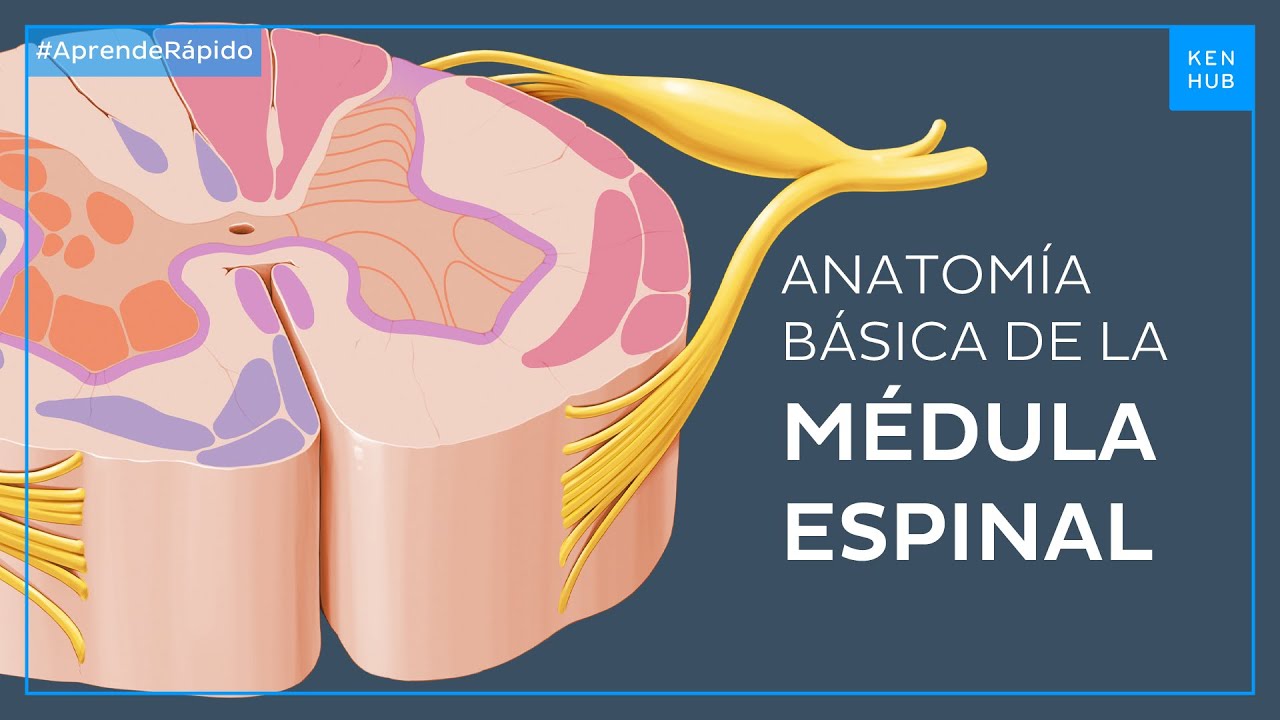 estructura de la medula espinal y sus partes
