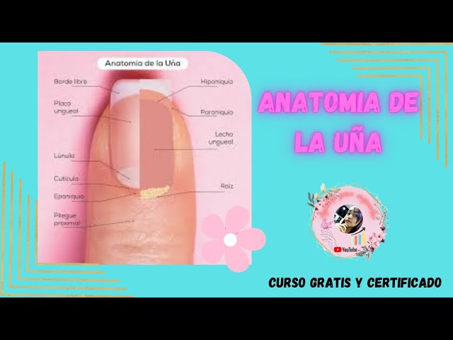 estructura de la uña y sus partes