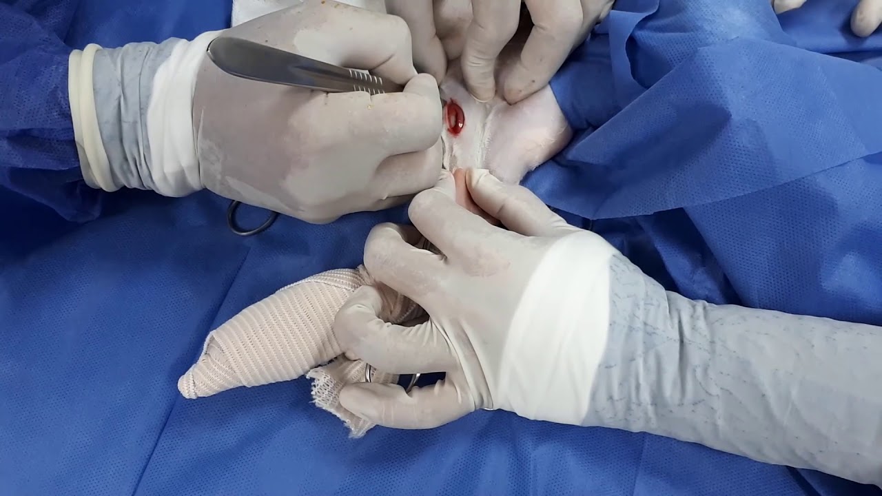 fractura de tibia y perone en gatos