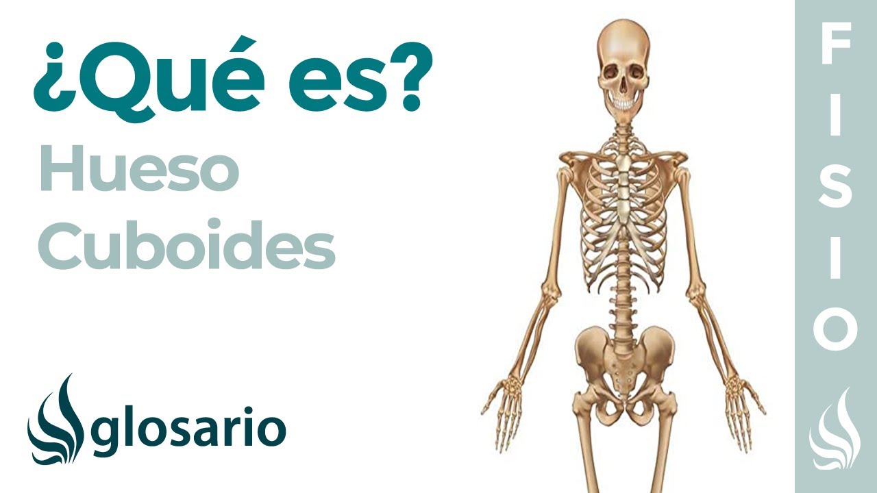 funcion del hueso cuboides del pie