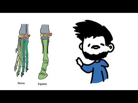 huesos de la mano del caballo