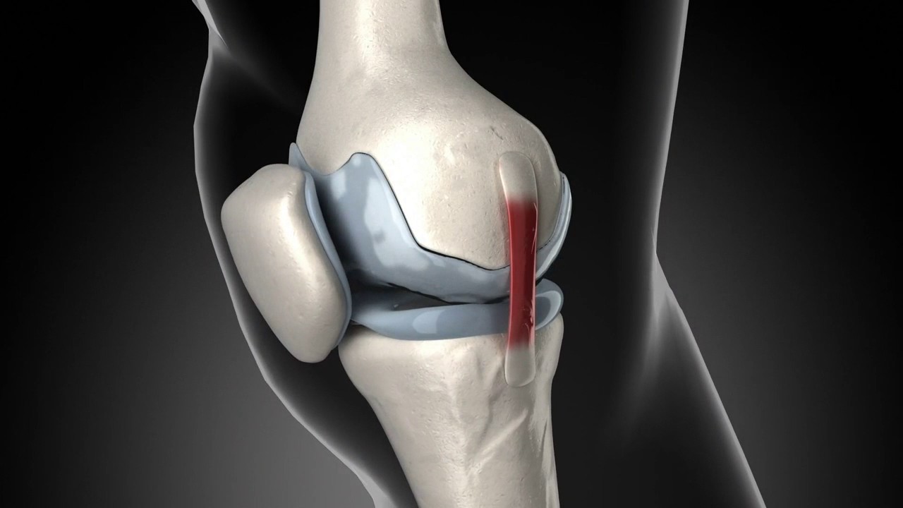 la rodilla humana y sus partes