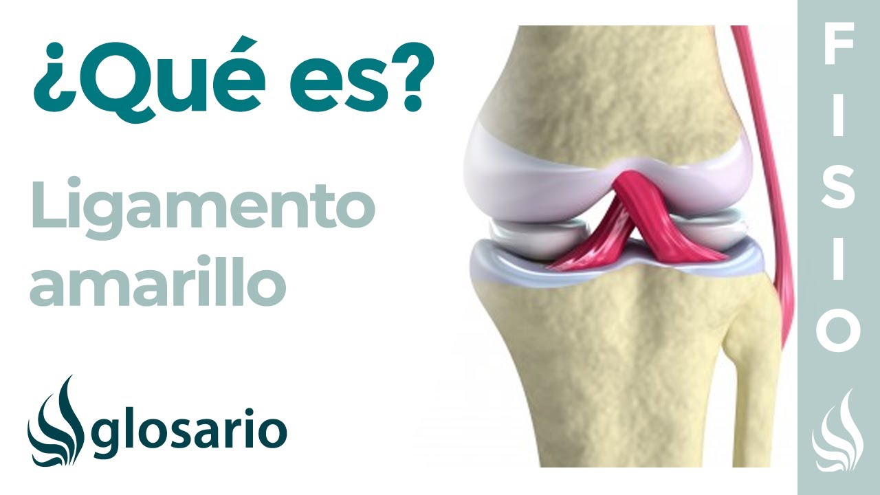 ligamentos amarillos de la columna vertebral