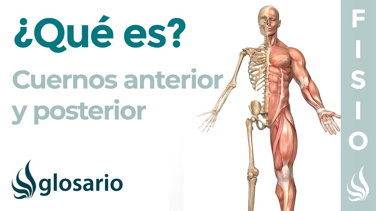 meniscopatia grado 3 del cuerno posterior del menisco medial