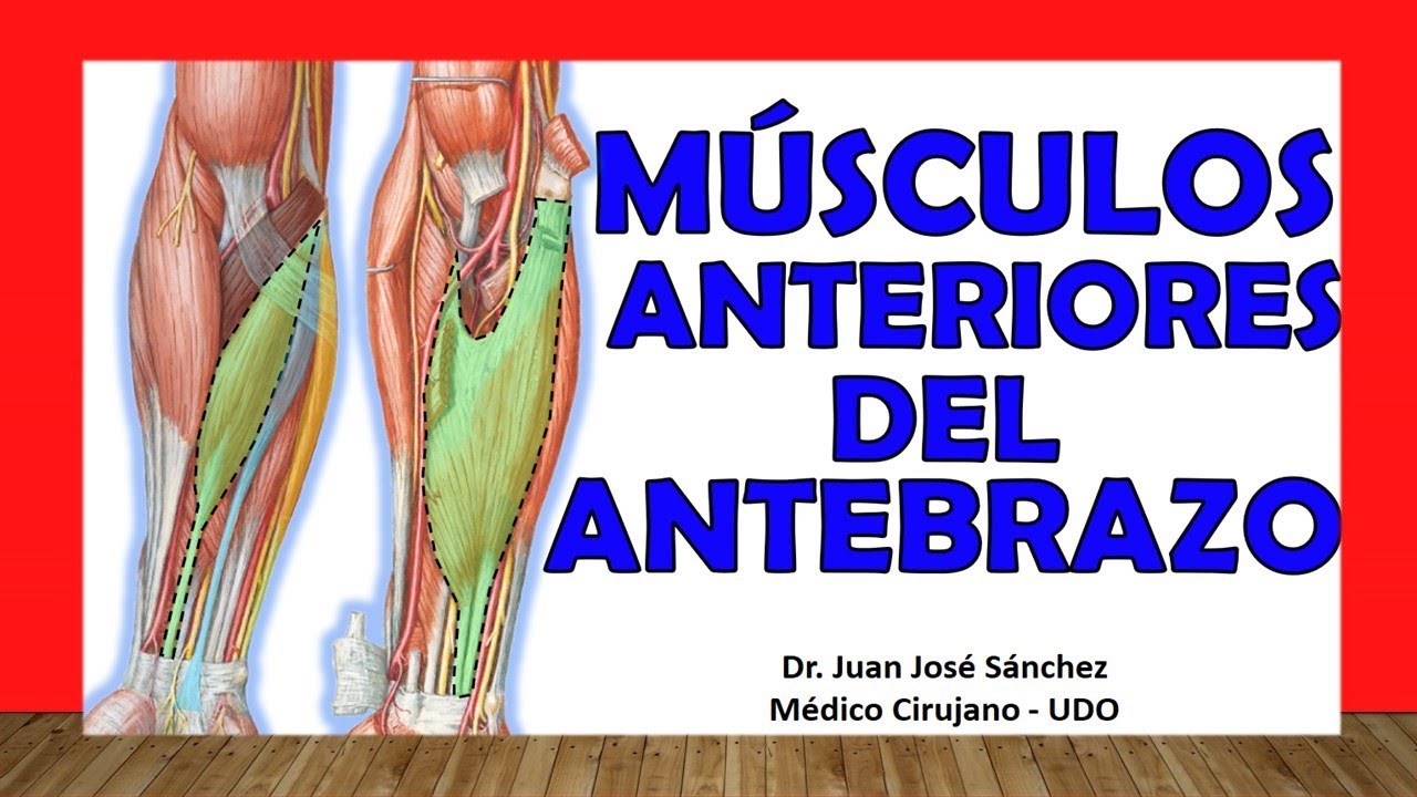 músculo que flexiona el antebrazo sobre el brazo