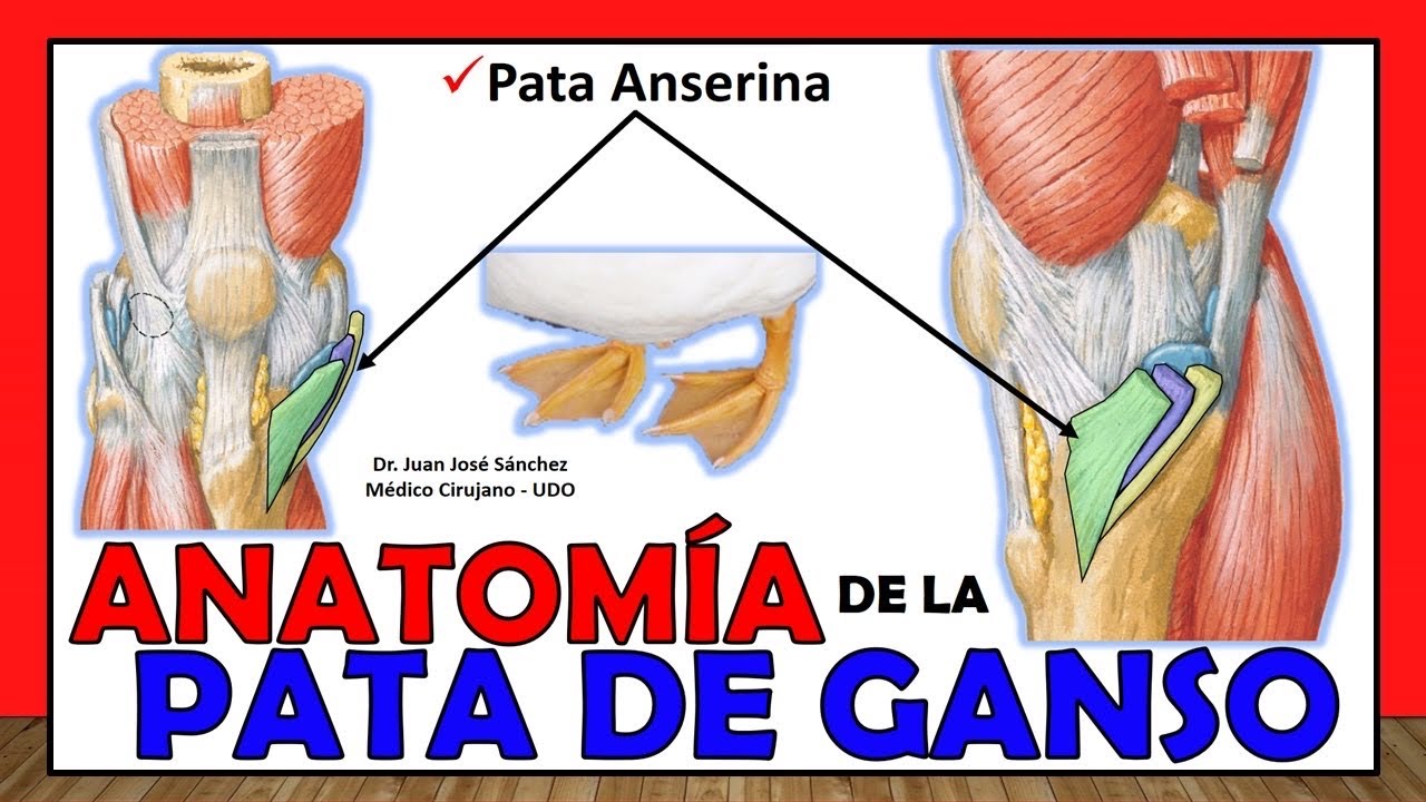 musculos de la pata de ganso superficial y profunda