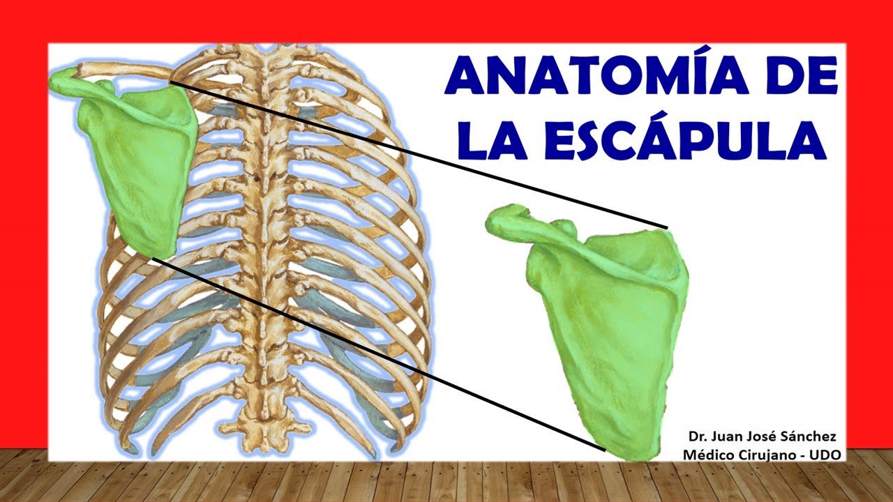 parte del omoplato que articula con la clavicula