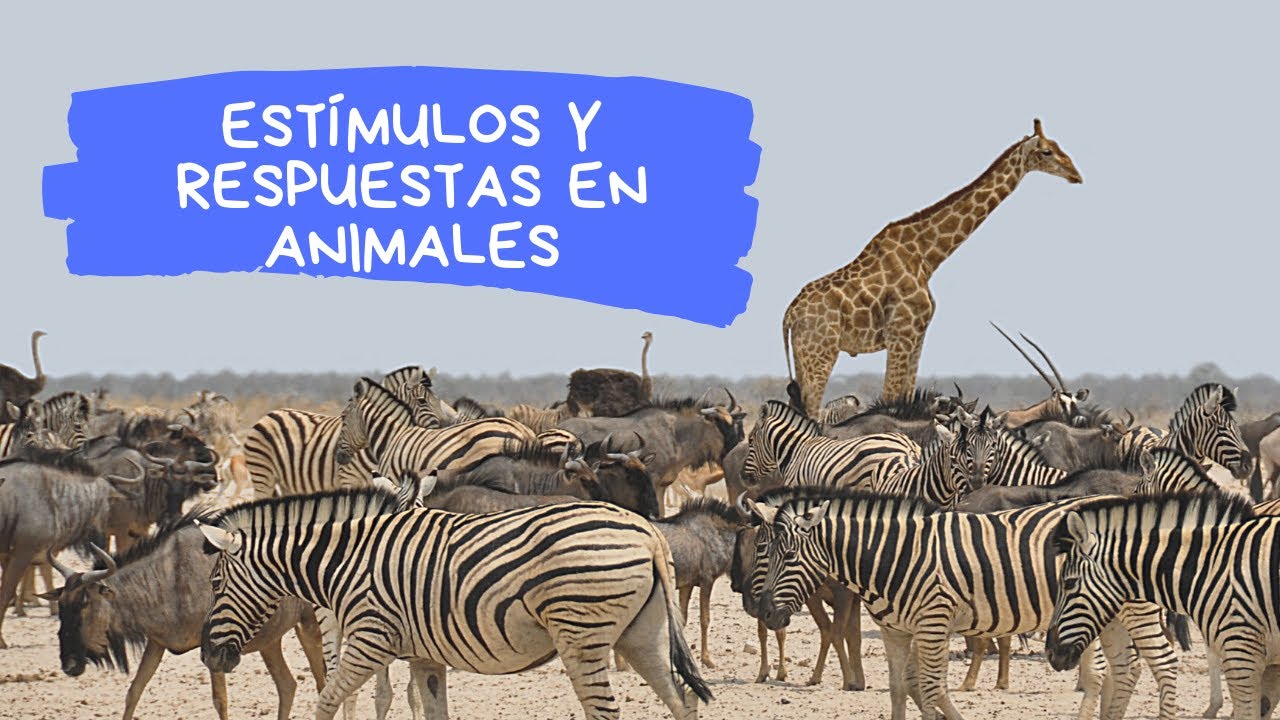 percepcion de estimulos en los animales