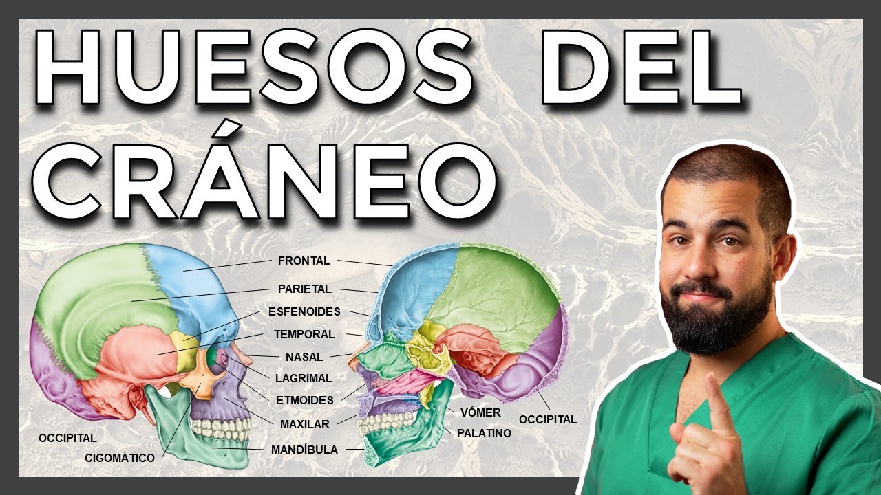 punto de union de los huesos craneales