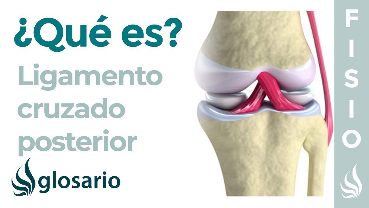 que es el ligamento cruzado posterior