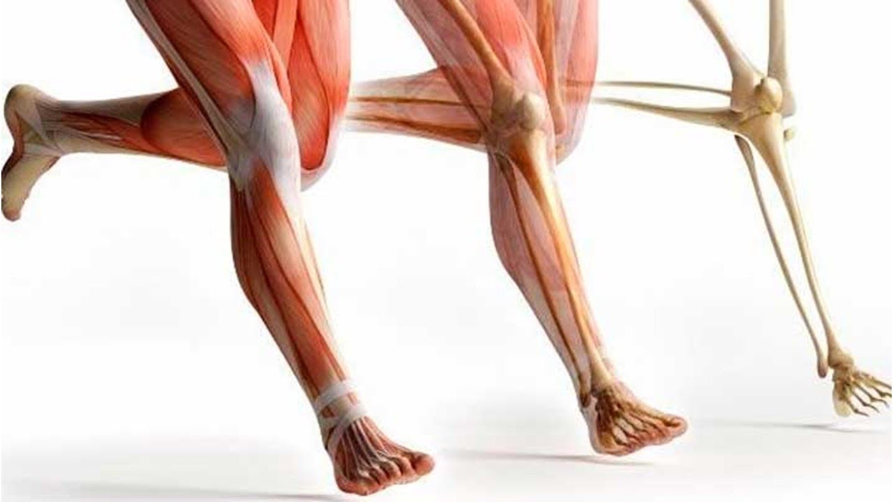 que son los tendones y ligamentos