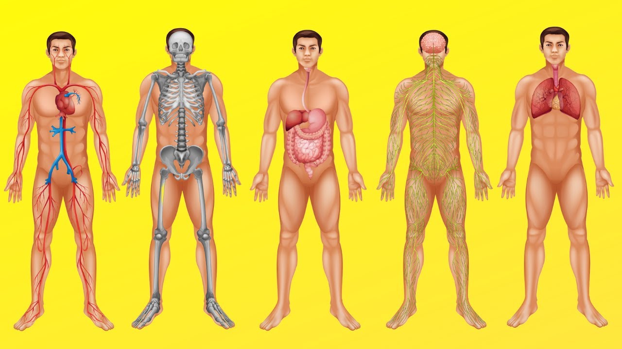 relacion entre estructura y funcion del cuerpo humano