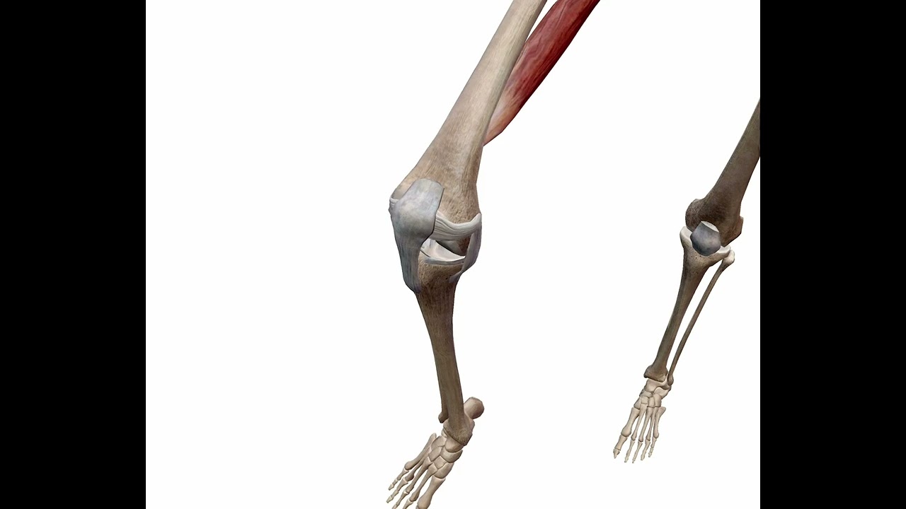 rotacion interna y externa de rodilla