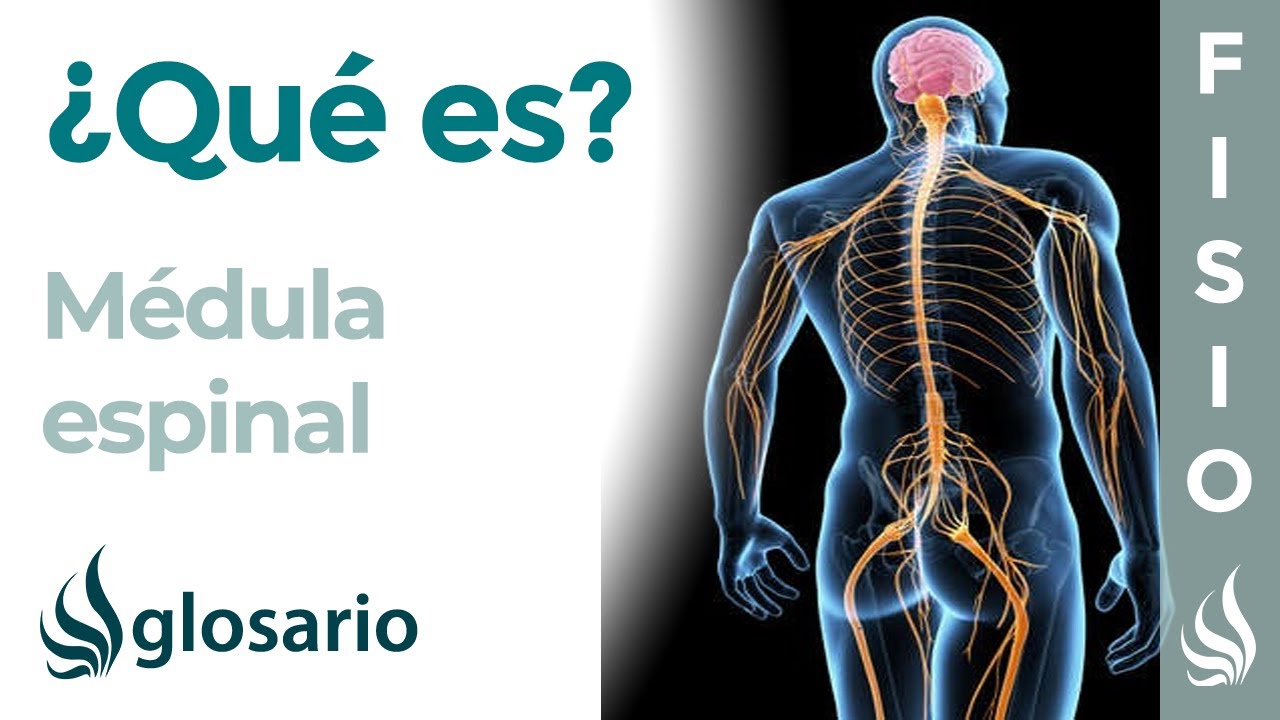 2 funciones de la medula espinal