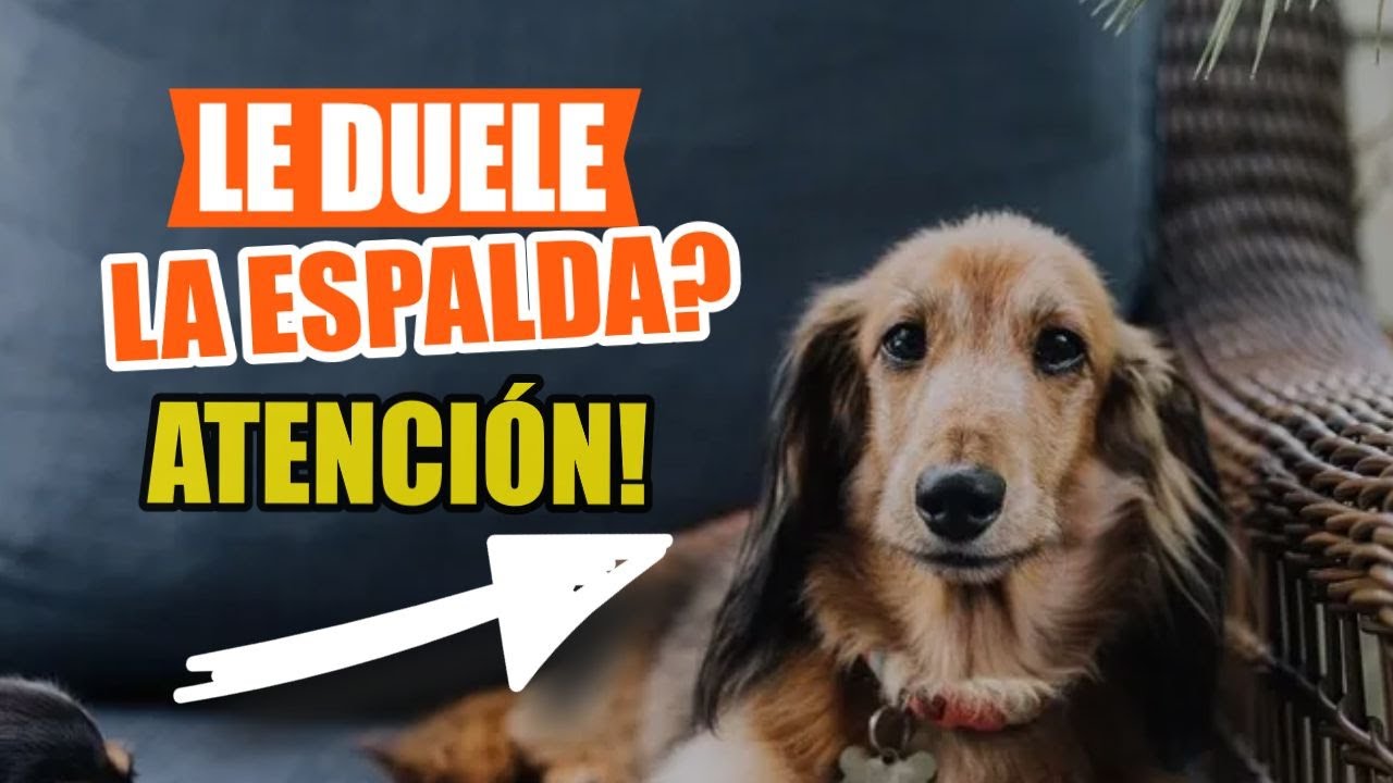 a mi perro le duele la columna