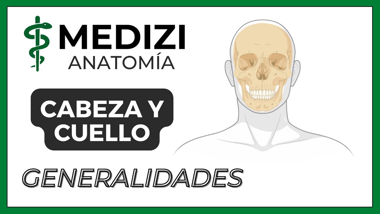 anatomia de cabeza y cuello netter
