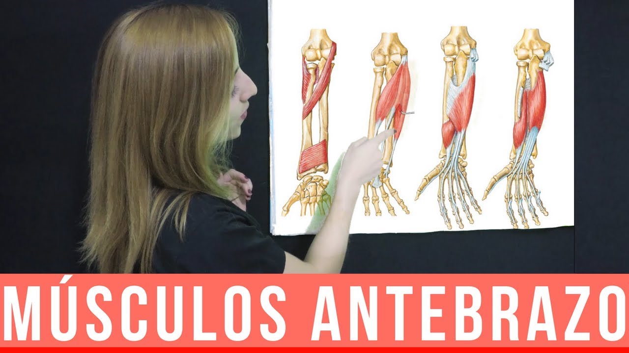 anatomia de la mano y brazo
