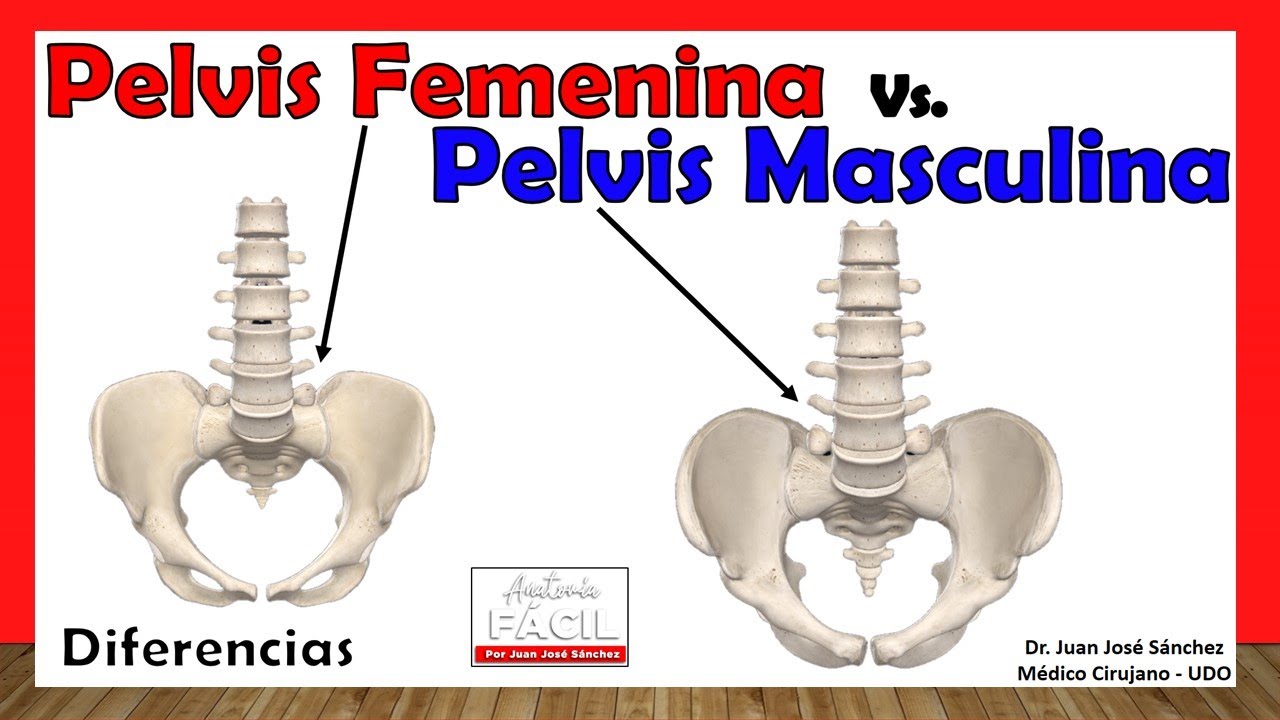 anatomia de la mujer y el hombre