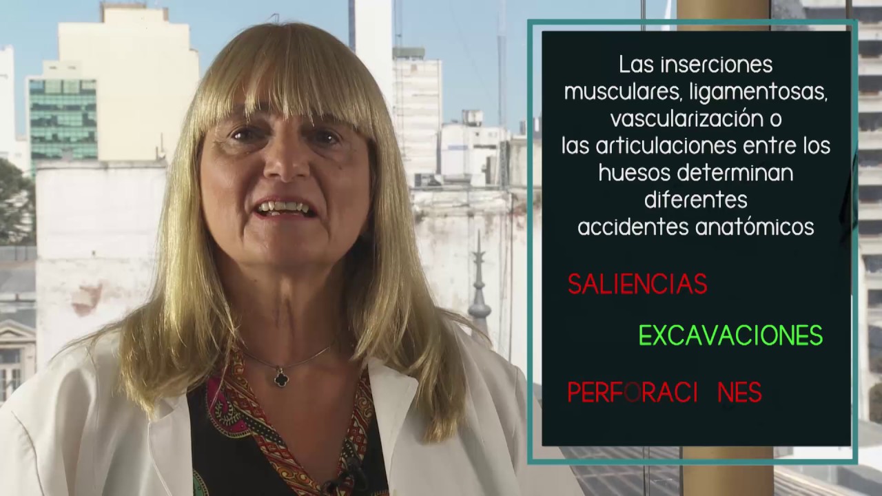 anatomia general y aparato locomotor prometheus