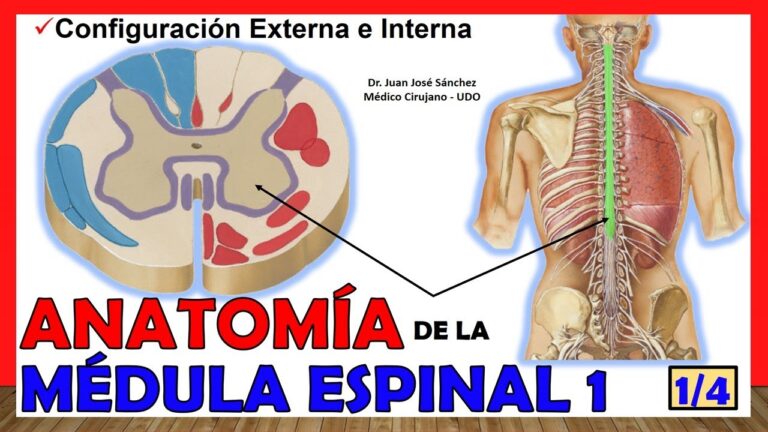 Anatomía Interna de la Médula Espinal: Estructura, Funciones y ...