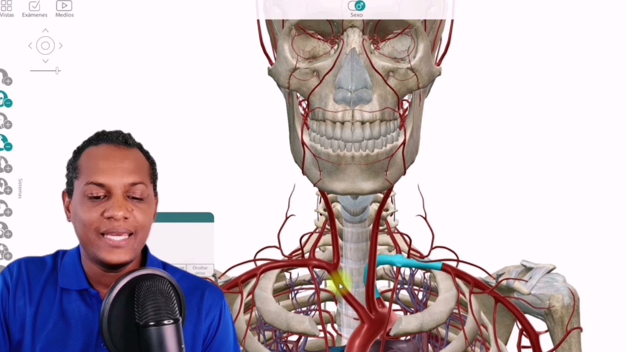 arterias y venas de la cabeza y cuello