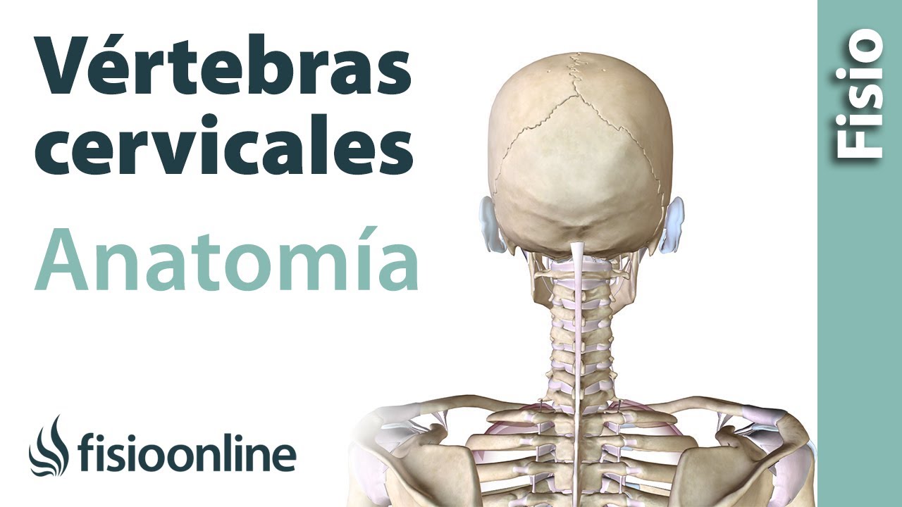articulaciones de la columna vertebral cervical