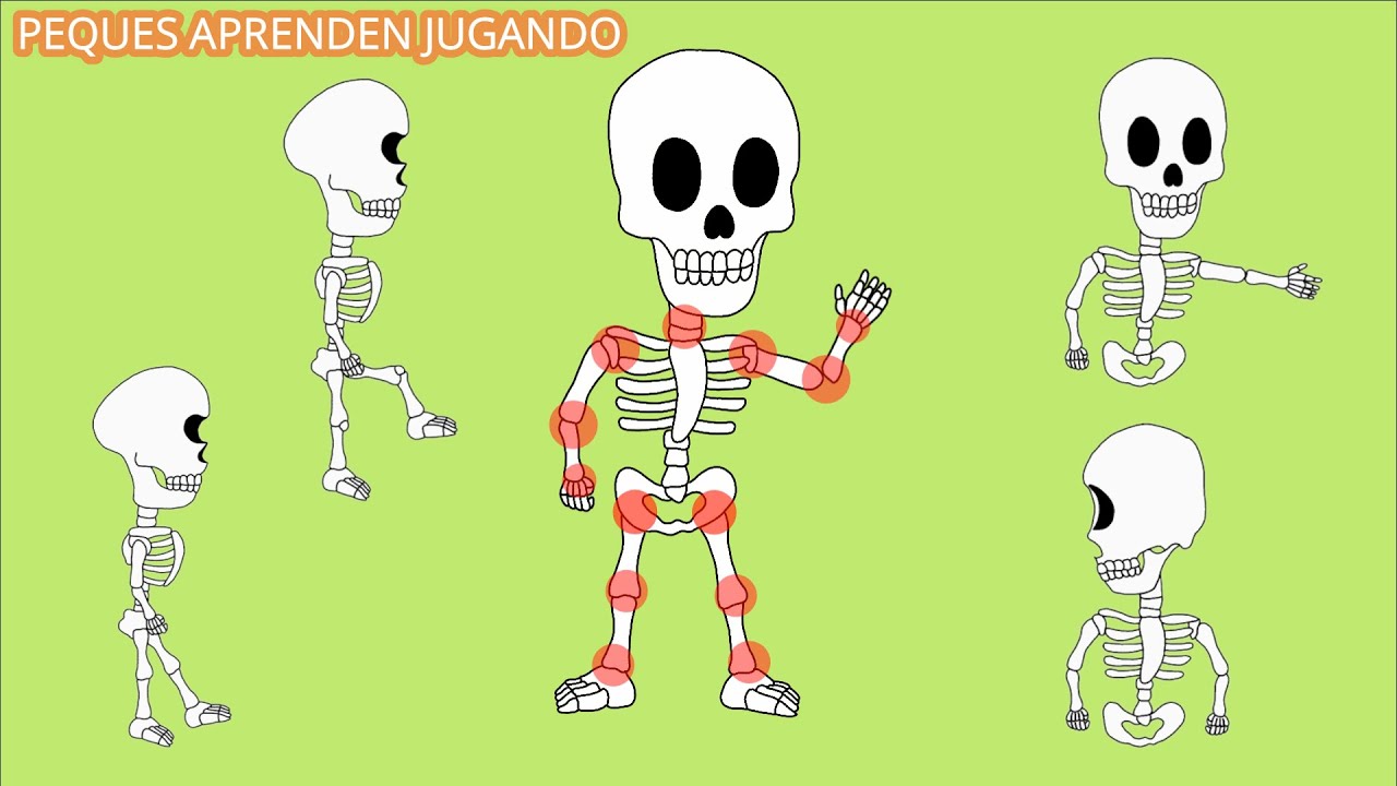 articulaciones del cuerpo humano para niños de primaria
