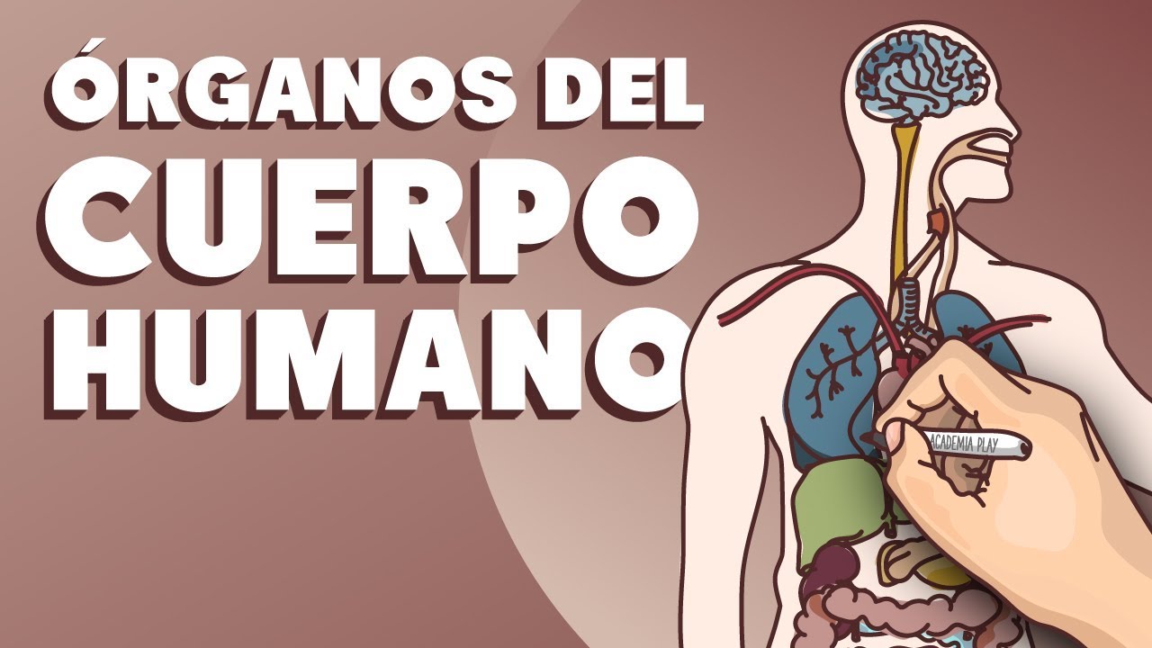 colores de los organos del cuerpo humano