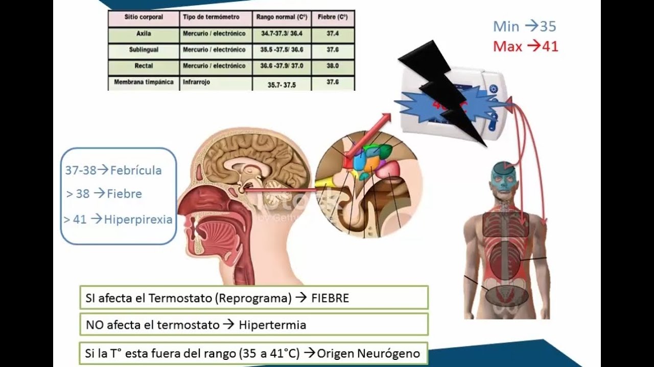 como actua el hipotalamo en la regulacion de la temperatura