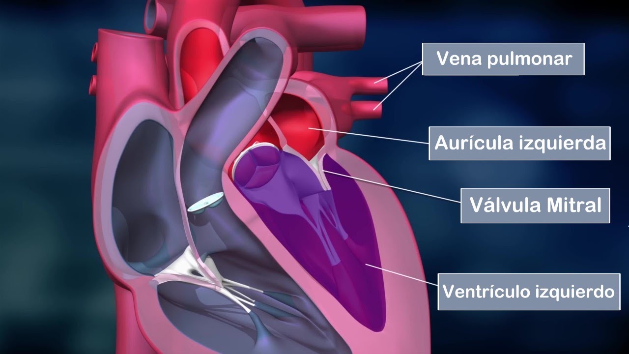 como es la estructura interna del corazon
