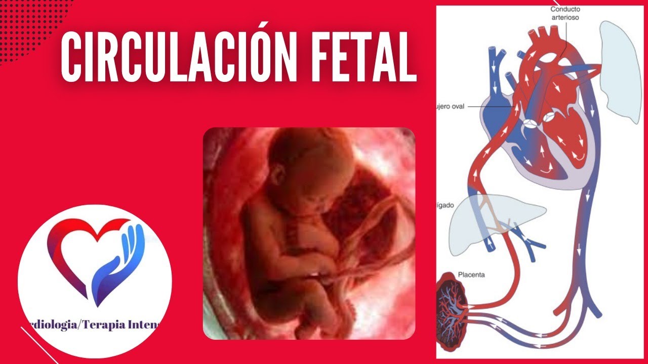 como respiran los bebes dentro de la panza