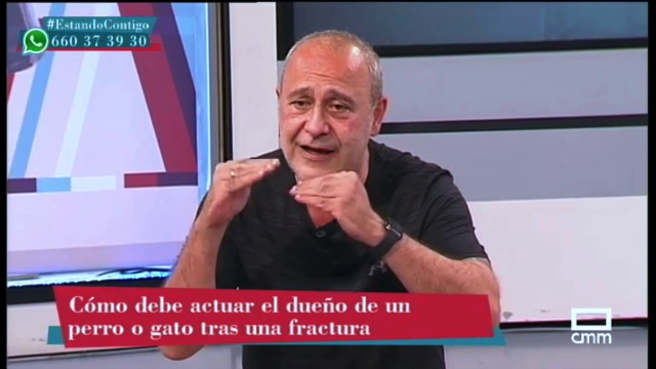 como saber si mi perro se ha roto la pata