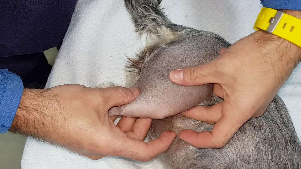 como saber si mi perro tiene desgarro muscular