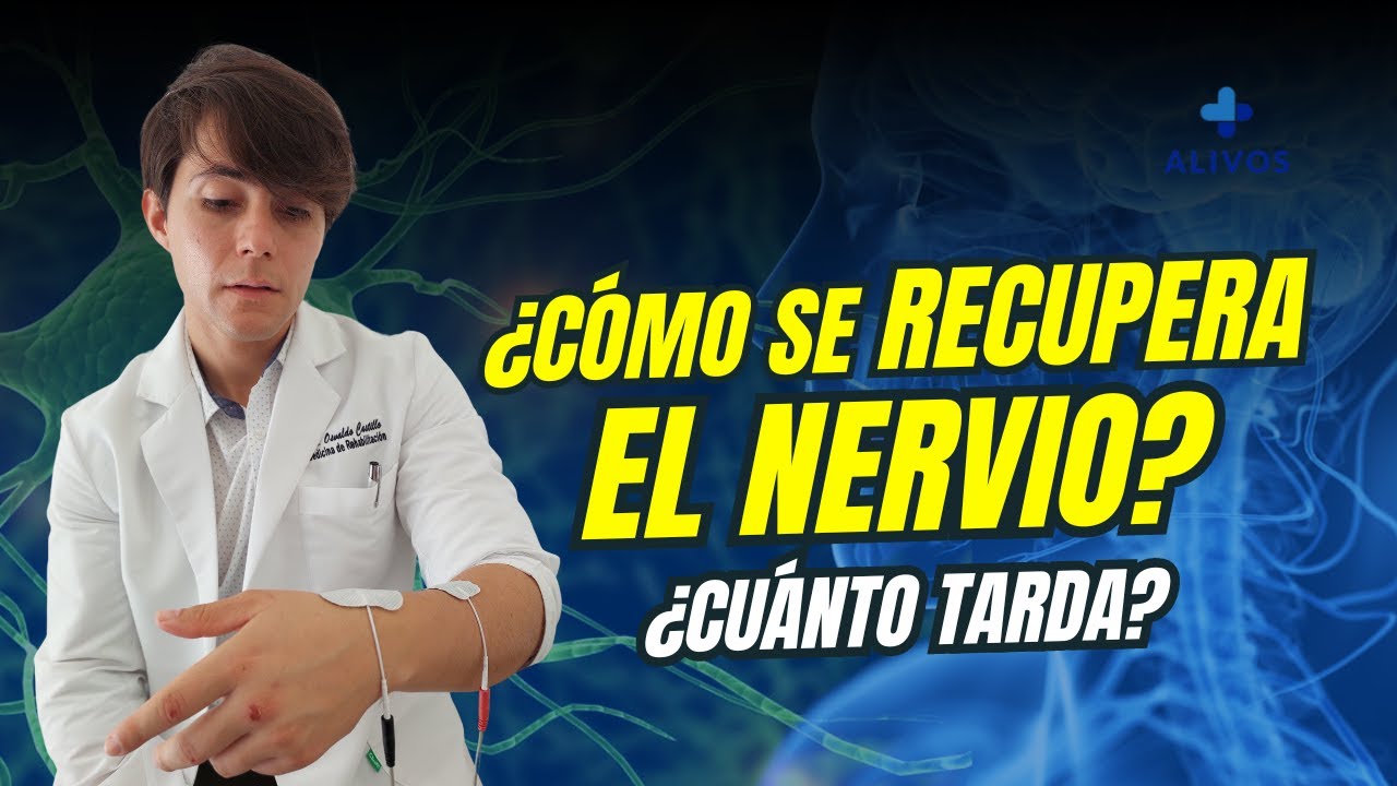 como se regenera un nervio dañado