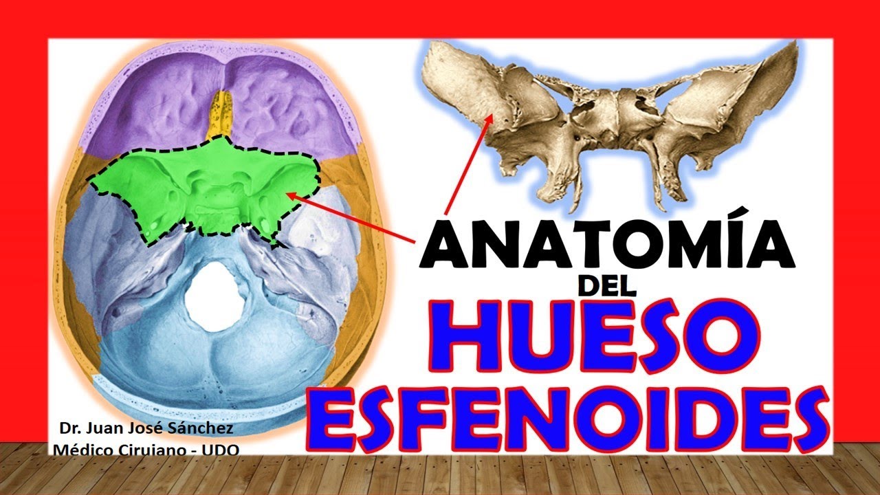 con que huesos articula el esfenoides