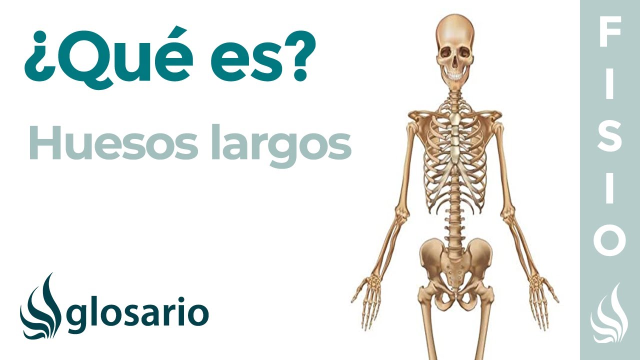 cual es el hueso mas largo y el mas corto