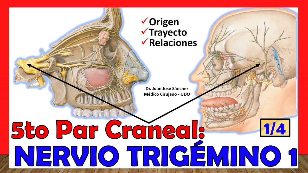 cual es el quinto par craneal