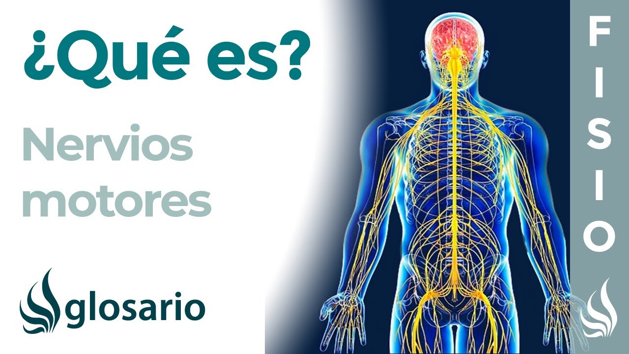 cuál es la función de los nervios motores
